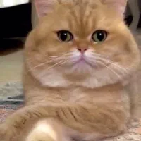 گربه بریتیش گلد چینچیلا