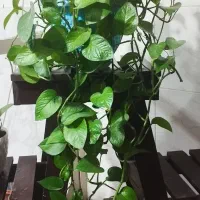 گل پتوس بزرگ