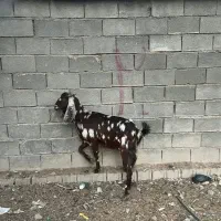 فروش بز پاکستانی ومعمولی|حیوانات مزرعه|جهرم, |دیوار