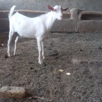 بز غاله نر