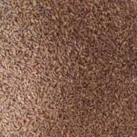 گندم شب رنگ بوجاری شده