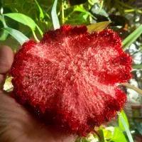 اسکاج و دستگیره|لوازم نظافت|اسلامآباد غرب, |دیوار