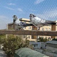 کفتر جفت دستپرقوچی