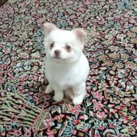 سگ پامر خرسی