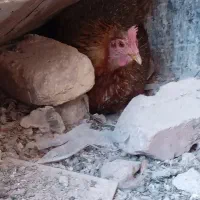 مرغ