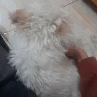 سگ پاکوتاه رایگان