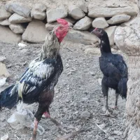 مرغ وخروس