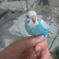 مرغ عشق