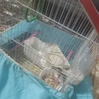 طوطی برزیلی