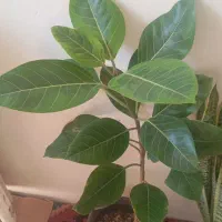 حراج گل های طبیعی و آپارتمانی درختچه