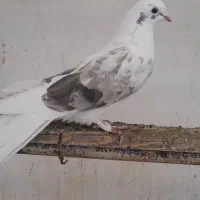 کبوترمهلقی پر کلفت