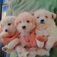 پامر مینیاتوری