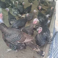 بوقلمون برنز|حیوانات مزرعه|تهران, شهرک طالقانی|دیوار