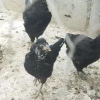 مردوشت