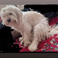 سگ پاکوتاه گم شده