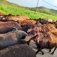 شمال /شرق/جنوب/غرب/زنده بهداشتی گوسفند|حیوانات مزرعه|ری, دیلمان|دیوار