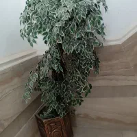 درختچه مصنوعی درحد نو|گل مصنوعی|بروجرد, |دیوار