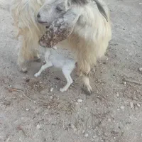 فروش بز دوقلو زا، با بره هم معاوضه میشود|حیوانات مزرعه|خورموج, |دیوار