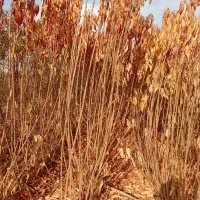 نهالستان رحمانی