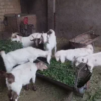 ۶تا کره دورگ سبک‌