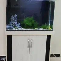 آکواریوم|ماهی|قرچک, داوود آباد|دیوار