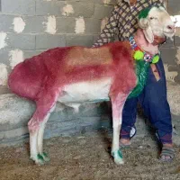 قوچ چینی جوان