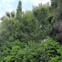 زمین باغ شهری جهاد نصر صدرا قصرسبز