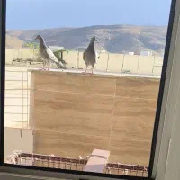 دو تا کبوتر پلاکی مسافتی قیمت توافقی|پرنده|مرودشت, ابوذر جنوبی|دیوار