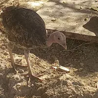 فروش مرغ وخروس