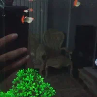 آکواریوم  با ماهی گوپی بالن گرید a لوچ دلقک|ماهی|اسلام‌شهر, شهرک انبیا|دیوار