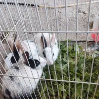 خرگوش|موش و خرگوش|اسفراین, |دیوار