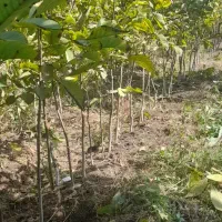 فروش نهال گردو