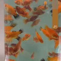 فروش پلاتی خونی ودم سیاه