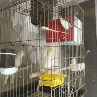 عروس هلندی و مرغ عشق|پرنده|گلستان (تهران), |دیوار