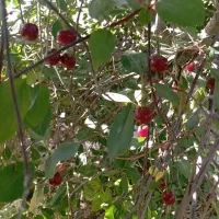 نظافت منازل باغ ویلا