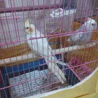 عروس هلندی سخنگو|پرنده|اسلام‌‌آباد غرب, |دیوار