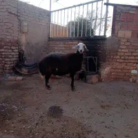 میش /گوسفند/ قوچ خورده/اصل بروجردی|حیوانات مزرعه|بجنورد, |دیوار