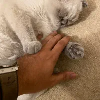 گربه اسکاتیش فولد دو رنگ|گربه|قشم, |دیوار