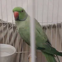 فروش طوطی ملنگو نر|پرنده|گرگان, |دیوار