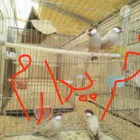 فنچ مصری یا نرگسی شکلاتی نر