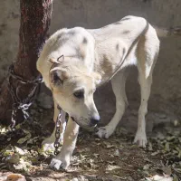 سگ گم شده|حیوانات|لار, |دیوار