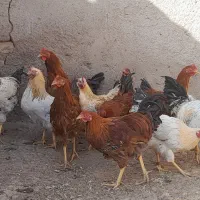 فروش ۱۰خروس محلی