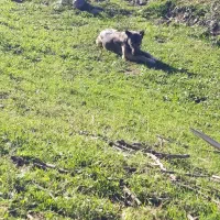 سگ سرابی|سگ|انگوت, |دیوار