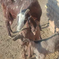 بزآمریکایی کل وبزدوقلووپرشیردرجه یک|حیوانات مزرعه|تربت جام, جلگه موسی آباد|دیوار