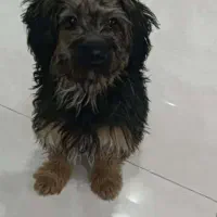 فروش سگ پودل