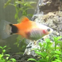 جفت پلاتی میکی موس