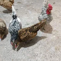 جوجه سبرایت مینیاتوری پولک مرتب