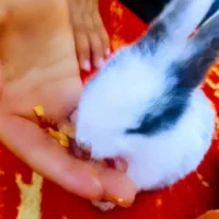 خرگوش|موش و خرگوش|دزفول, |دیوار