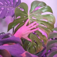 گل و گیاه برای فروش