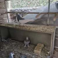 کبوتر فروشی